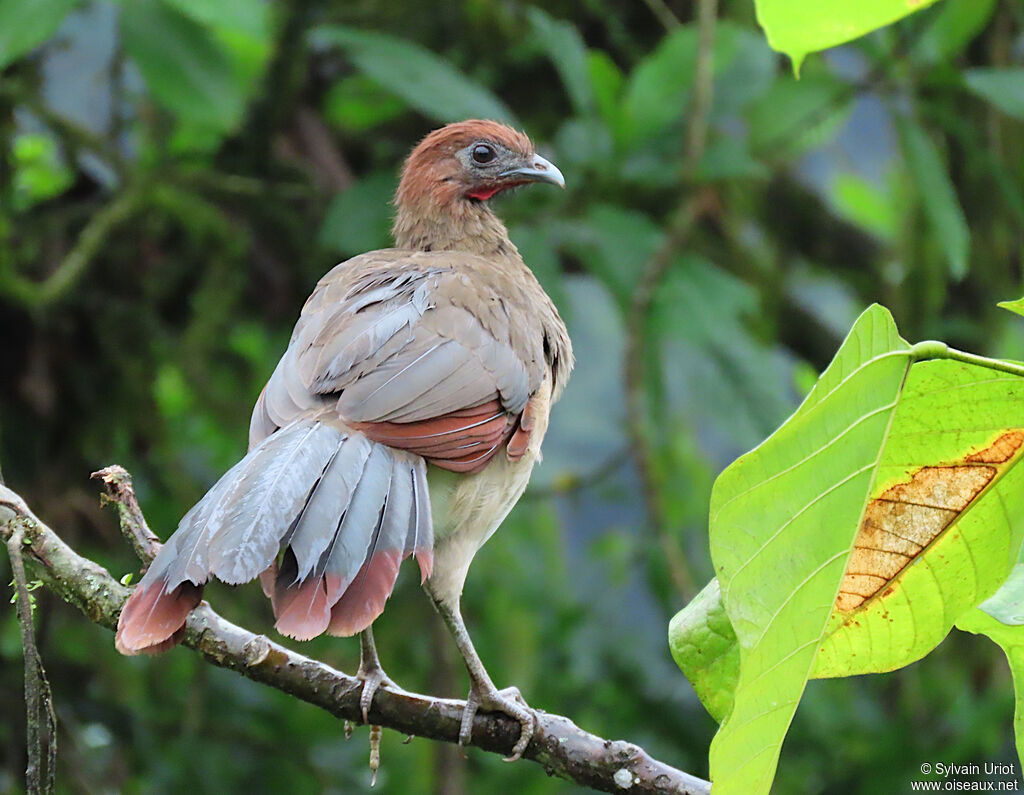 Rufous-headed Chachalaca