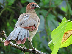 Rufous-headed Chachalaca