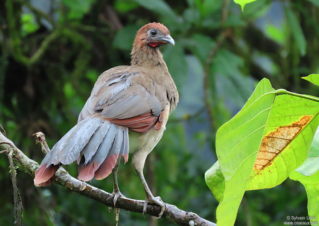 Rufous-headed Chachalaca