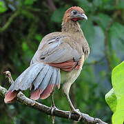 Rufous-headed Chachalaca