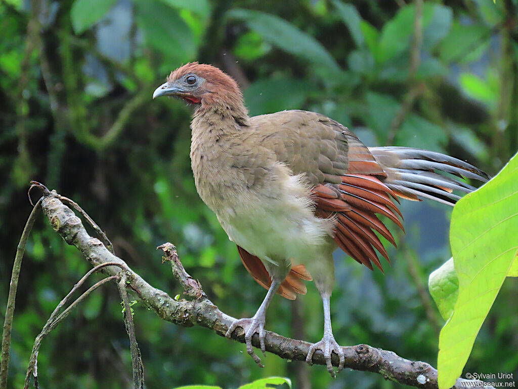 Rufous-headed Chachalaca