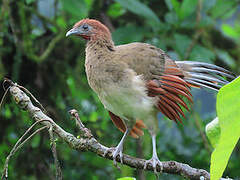 Ortalide à tête rousse