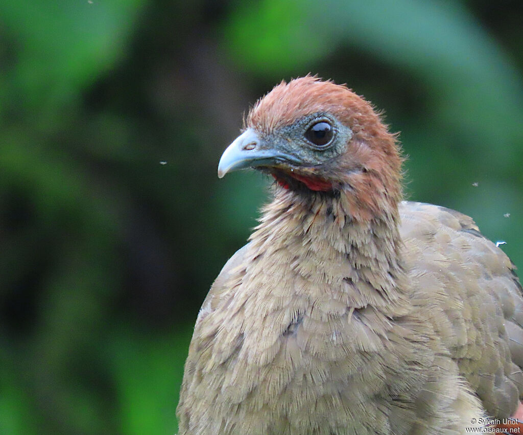 Rufous-headed Chachalaca