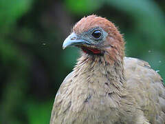 Rufous-headed Chachalaca