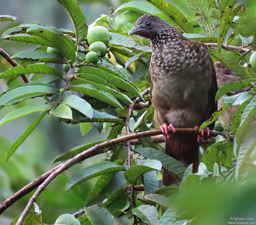 Speckled Chachalacaadult