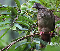 Speckled Chachalaca