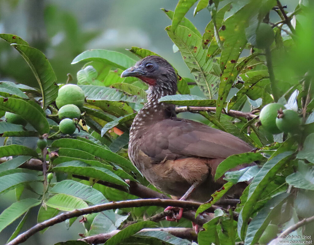 Speckled Chachalacaadult