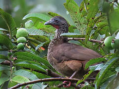 Speckled Chachalaca