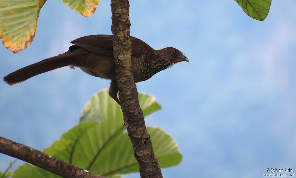 Speckled Chachalacaadult