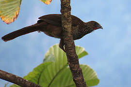 Speckled Chachalaca