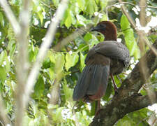 Little Chachalaca