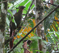 Little Chachalaca