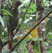 Little Chachalaca