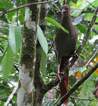 Ortalide motmot