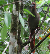 Ortalide motmot