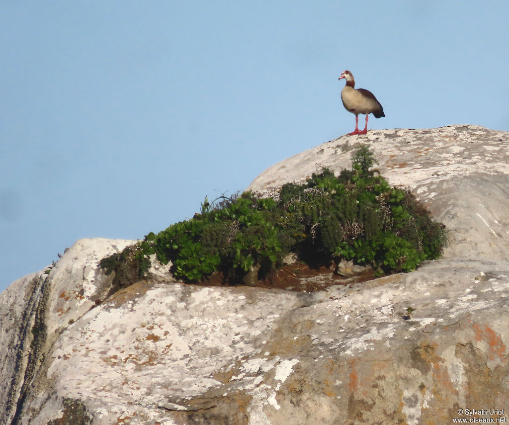 Egyptian Gooseadult