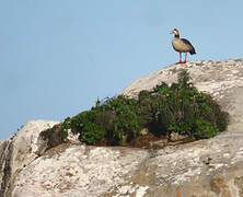 Egyptian Goose