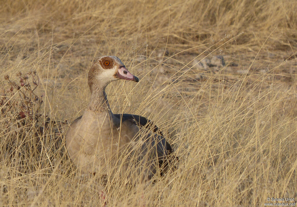 Egyptian Gooseadult