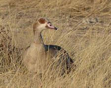 Egyptian Goose