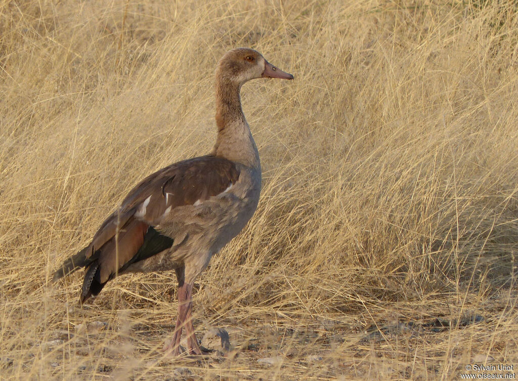 Egyptian Gooseimmature