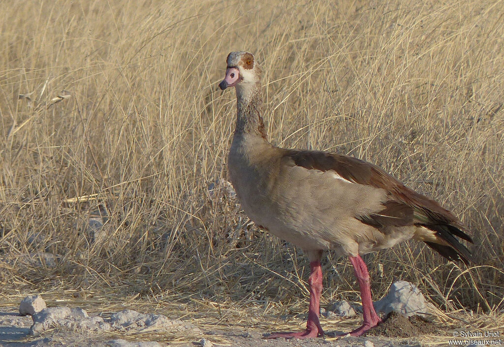 Egyptian Gooseadult