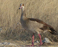 Egyptian Goose