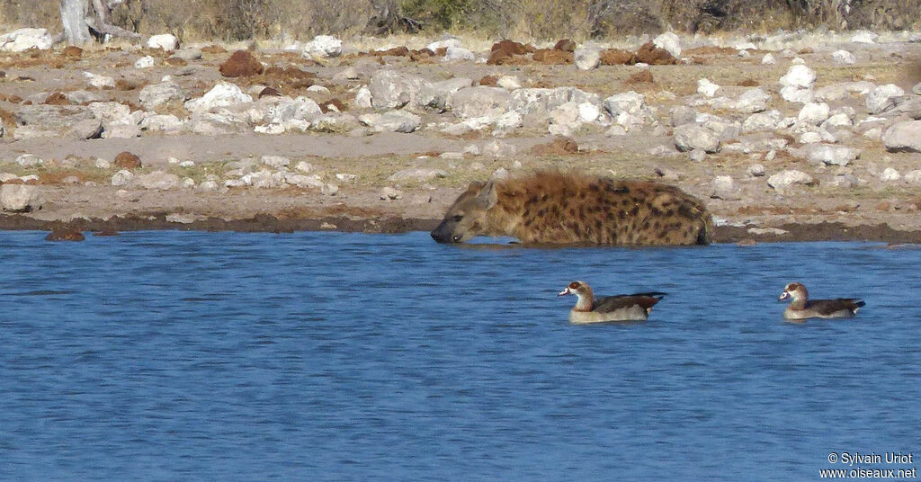 Egyptian Goose