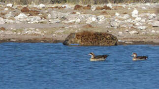 Egyptian Goose