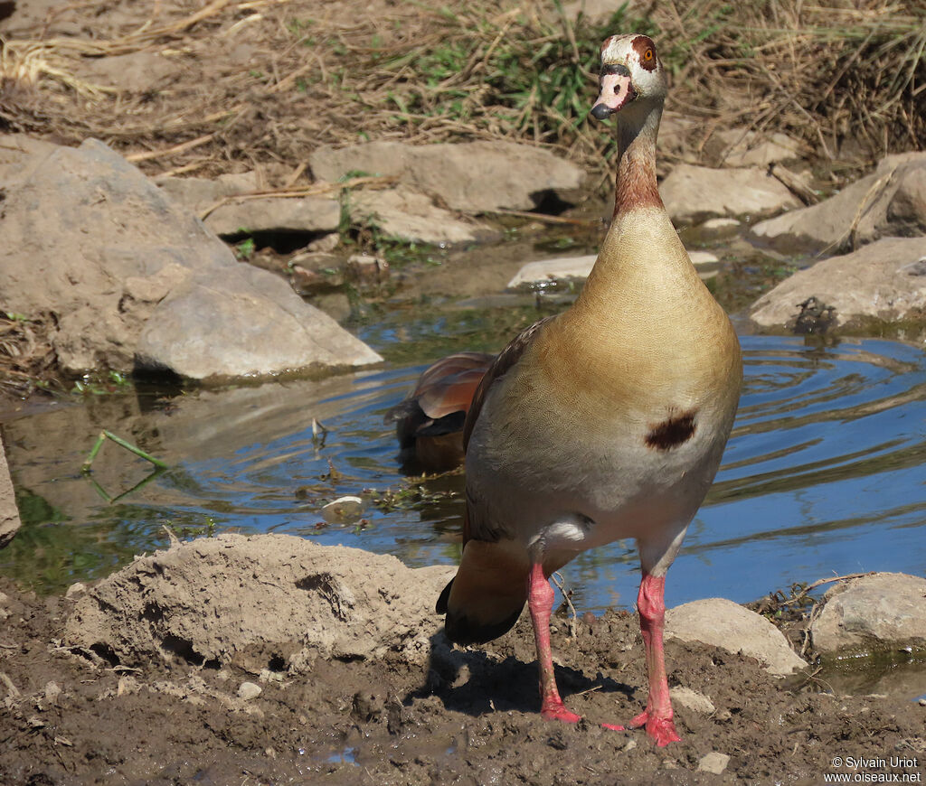 Egyptian Gooseadult