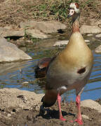 Egyptian Goose