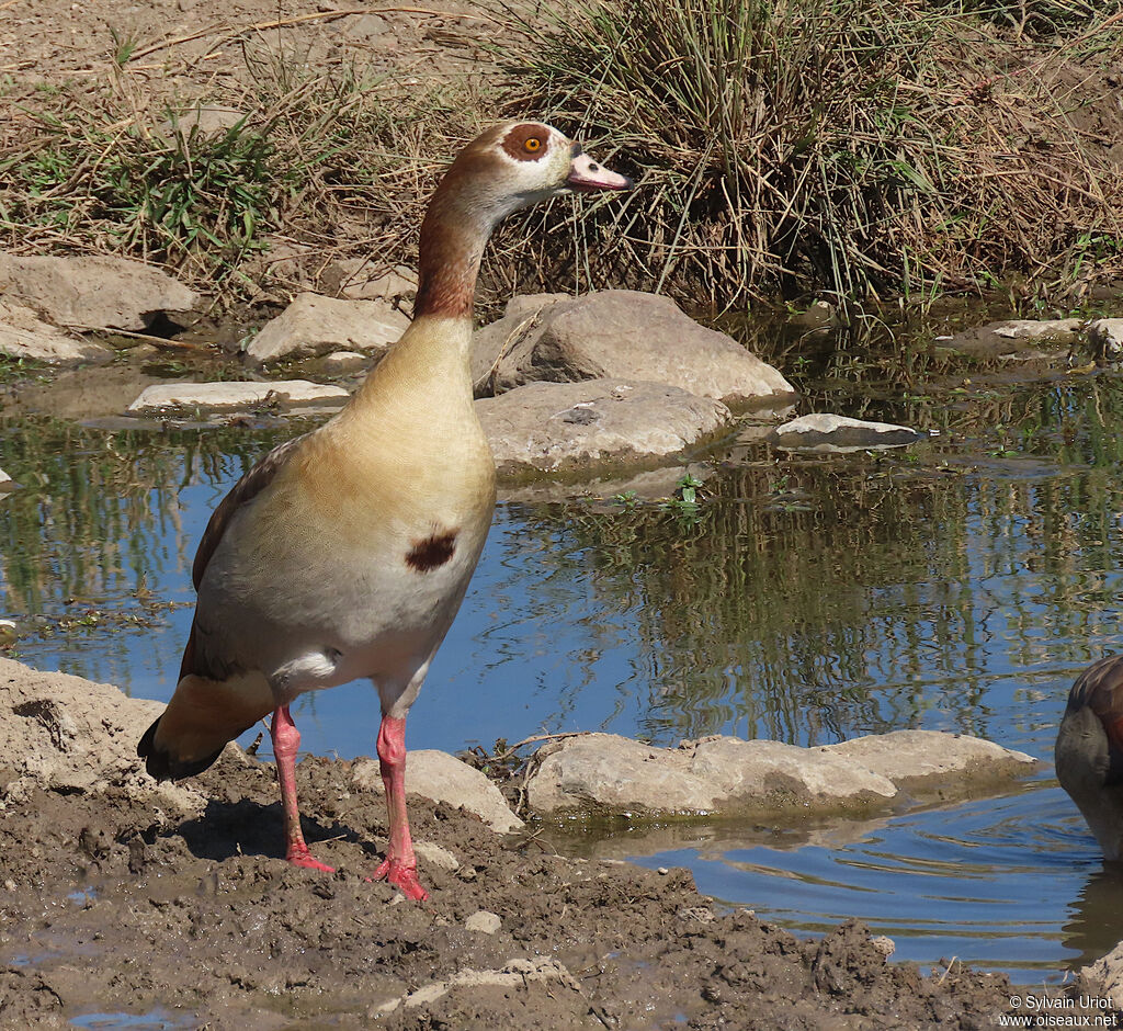 Egyptian Gooseadult