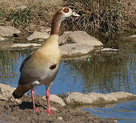 Egyptian Goose