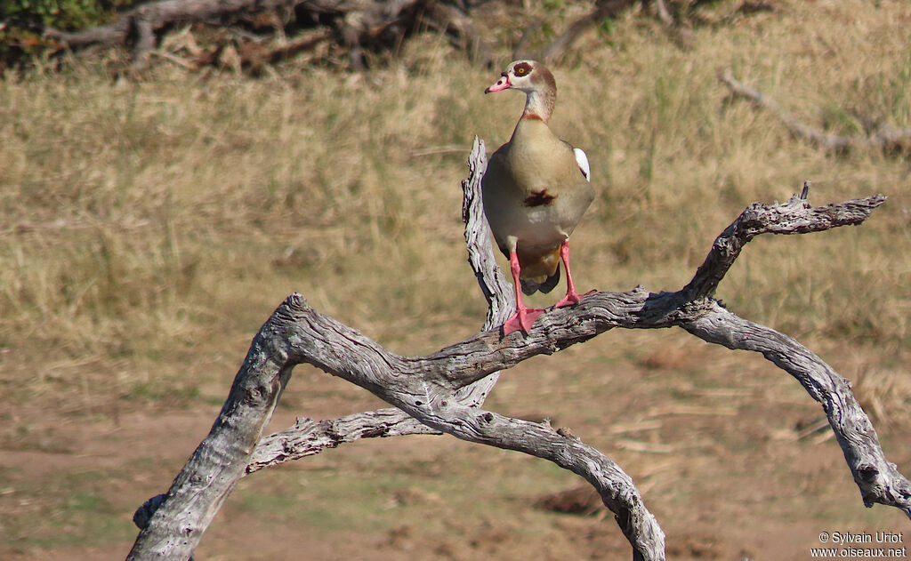 Egyptian Gooseadult