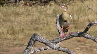 Egyptian Goose