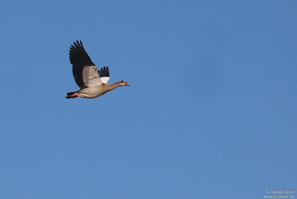 Egyptian Gooseadult