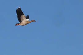 Egyptian Goose