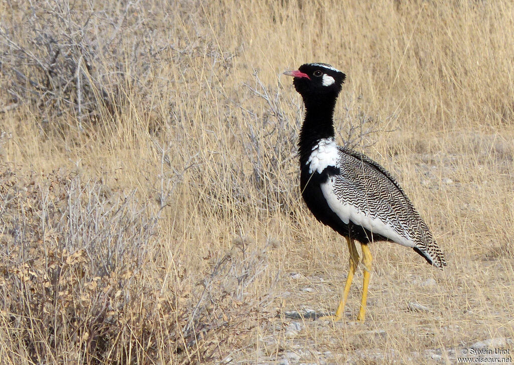 Northern Black Korhaan male adult