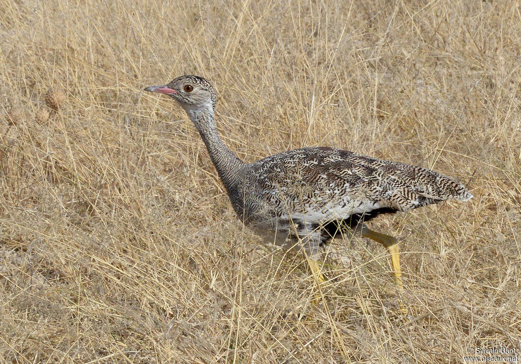 Northern Black Korhaan female adult