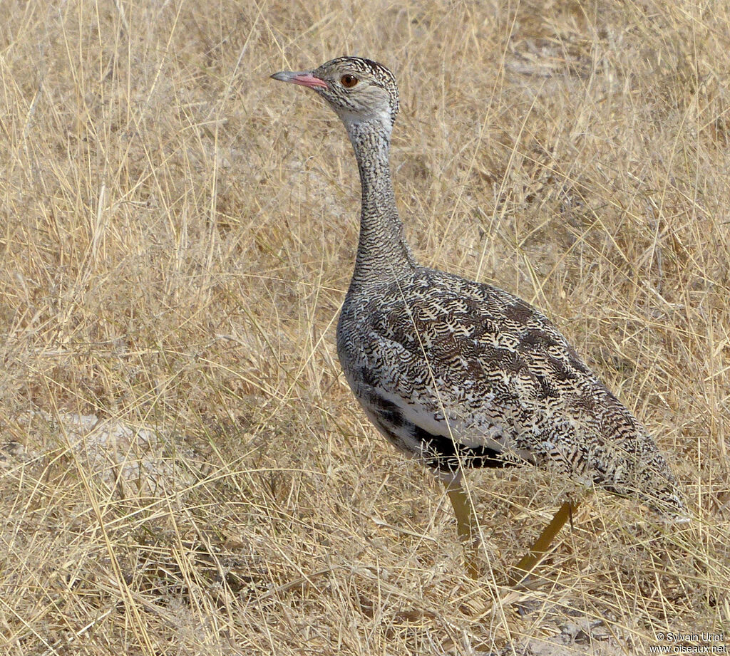 Northern Black Korhaan female adult