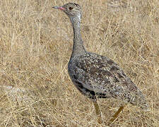 Northern Black Korhaan