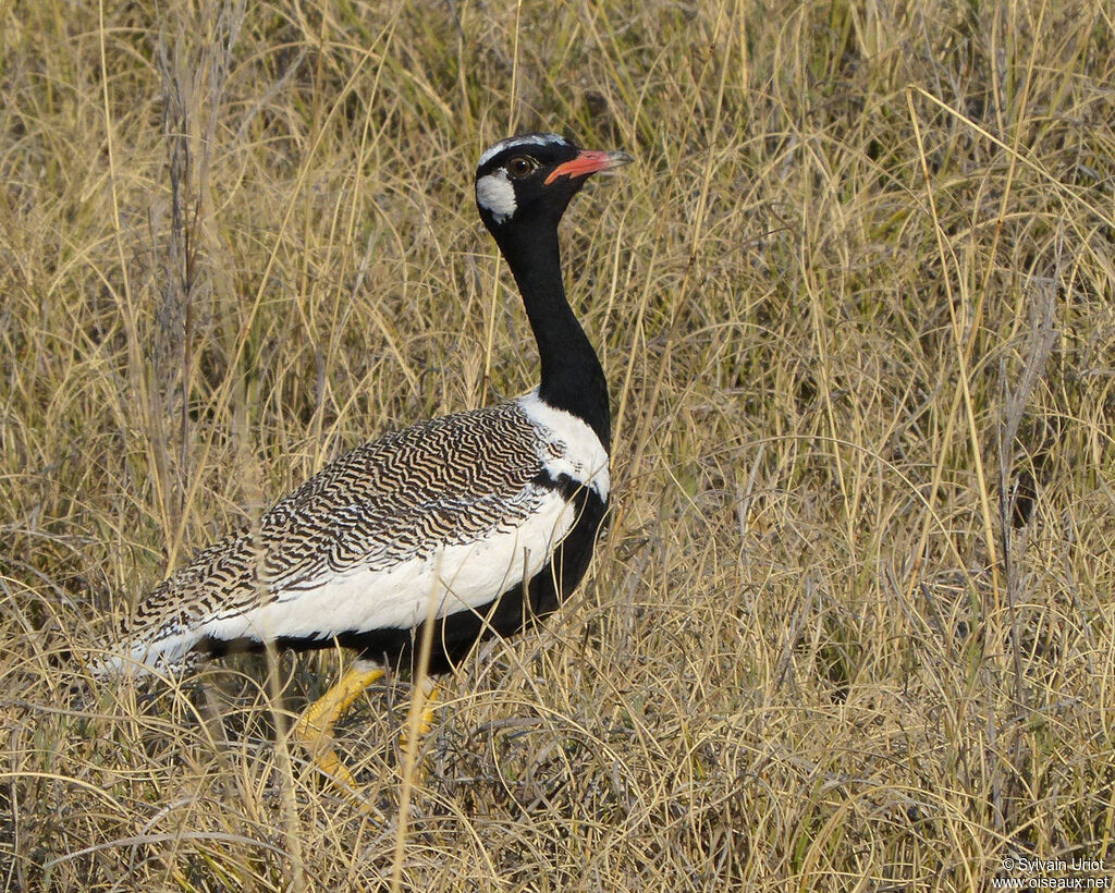 Northern Black Korhaan male adult