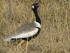 Northern Black Korhaan