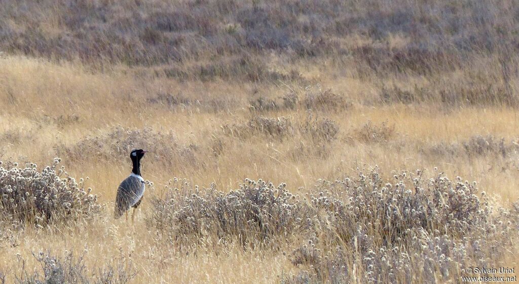 Northern Black Korhaan