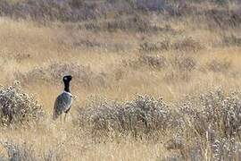 Northern Black Korhaan