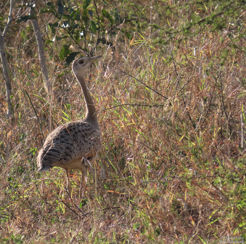 Black-bellied Bustard female adult