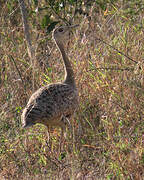 Black-bellied Bustard