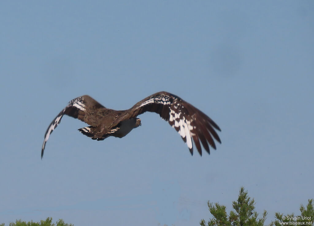 Denham's Bustard male adult