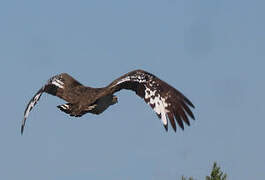 Denham's Bustard