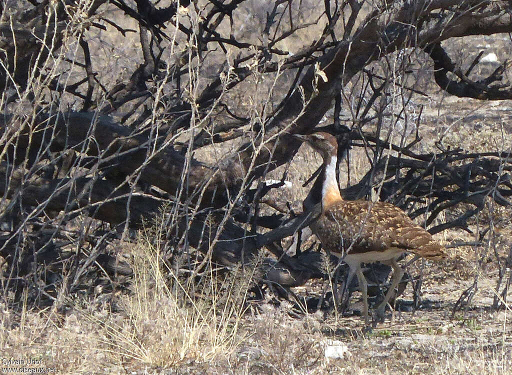 Ludwig's Bustard male adult, identification