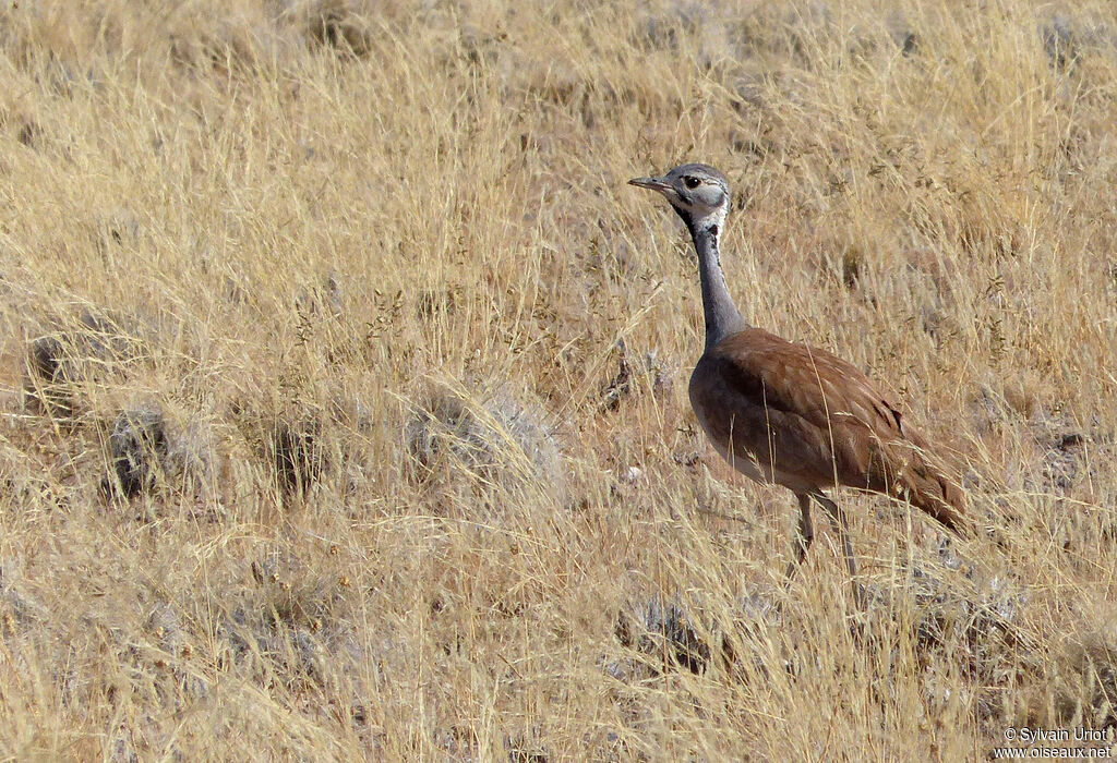 Rüppell's Korhaanadult